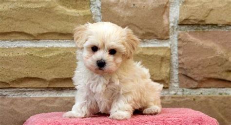 It's also a 10 year commitment. . Maltipoo puppies for free adoption